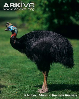 Illustration for article titled Flightless Friday - Casuarius unappendiculatus Edition